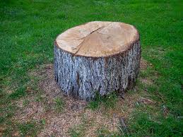 Reliable Indianola, WA Tree Care Solutions
