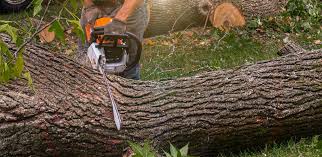 Best Lawn Watering Services  in Indianola, WA