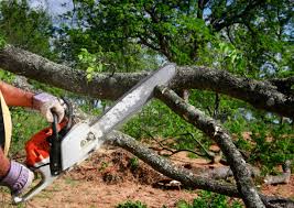 Best Stump Grinding and Removal  in Indianola, WA