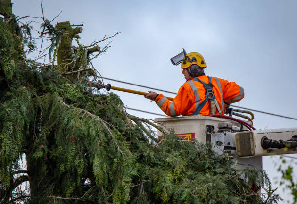Best Hedge Trimming  in Indianola, WA