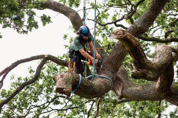 Best Fruit Tree Pruning  in Indianola, WA