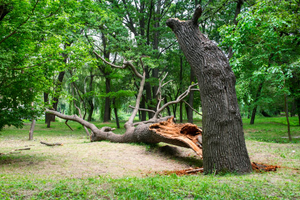 Best Tree Maintenance Programs  in Indianola, WA