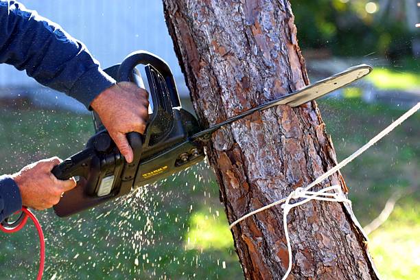 Best Tree Maintenance Programs  in Indianola, WA