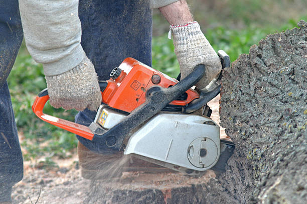 How Our Tree Care Process Works  in  Indianola, WA