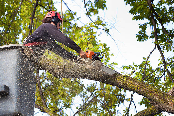 Best Tree Removal  in Indianola, WA