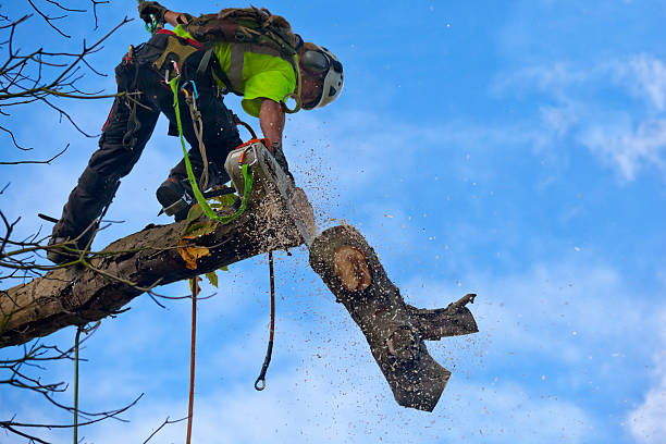 Best Firewood Processing and Delivery  in Indianola, WA