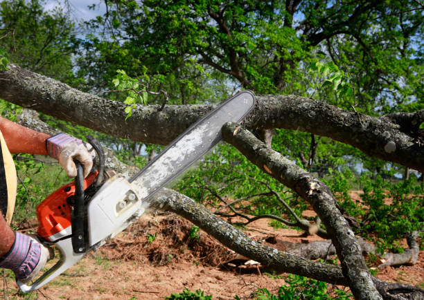 Best Seasonal Cleanup (Spring/Fall)  in Indianola, WA
