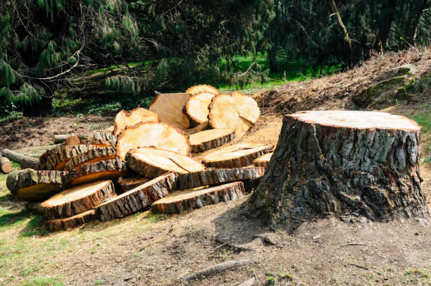 Best Tree and Shrub Care  in Indianola, WA